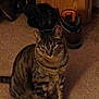 Madilynn Grace joined the competition — help win amazing prizes! animal, brown, carpet, cat, cozy, curious, domestic_cat, floor, fur, furniture, home, indoor, mammal, pet, quiet, shoes, sitting, striped, tabby_cat, wooden_cabinet