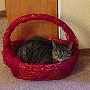 Madilynn Grace is registered to the contest to win money with this photo: animal, basket, carpet, cat, cozy, cute, domestic, door, feline, fur, home, indoor, pet, quiet, red_basket, relaxed, resting, sleepy, tabby, wall