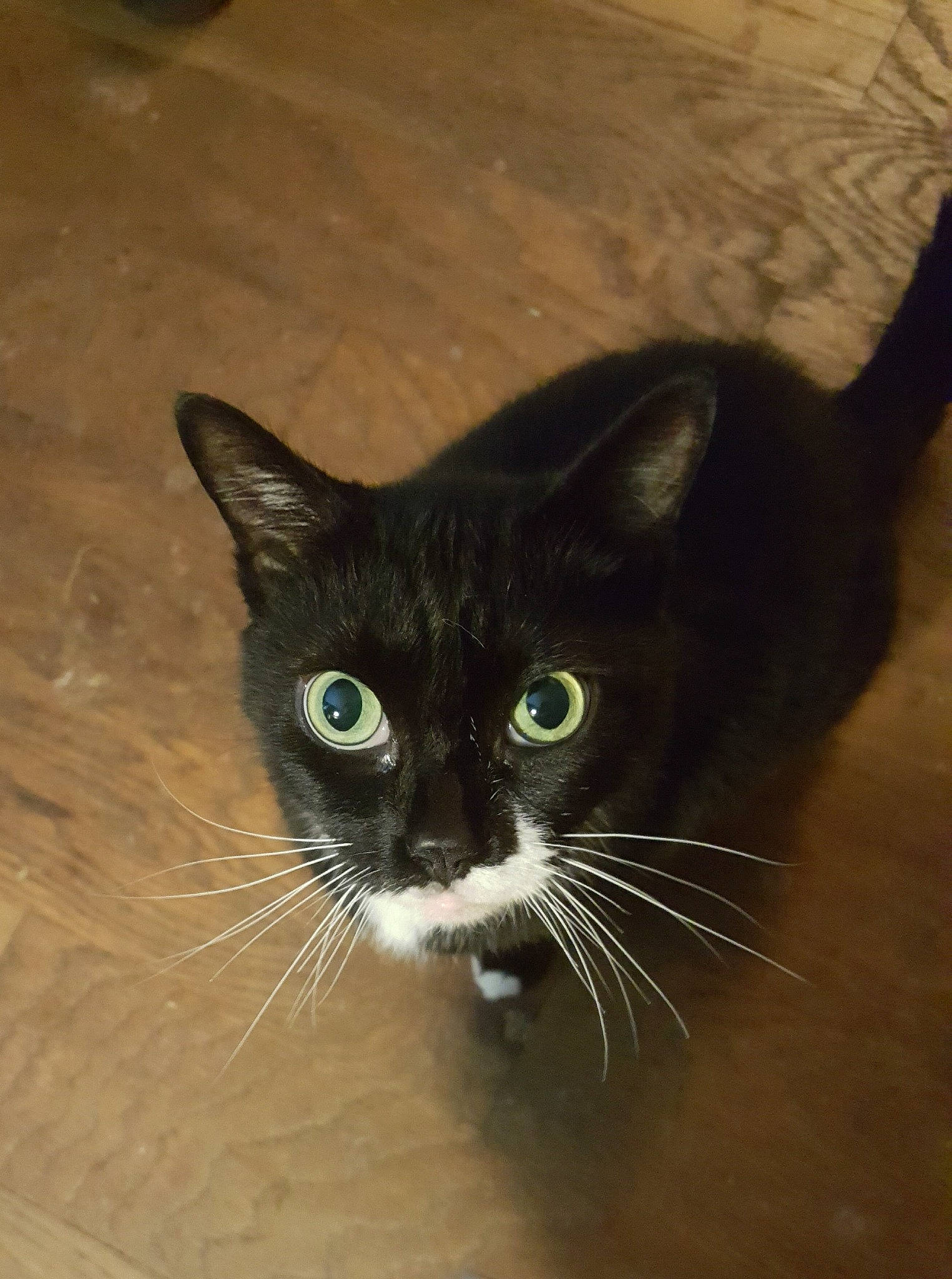 Tiny is registered to the contest to win money with this photo: black_cat, carnivore, cat, domestic_short_haired_cat, felidae, flooring, fur, hardwood, small_to_medium_sized_cats, snout, terrestrial_animal, whiskers, wood
