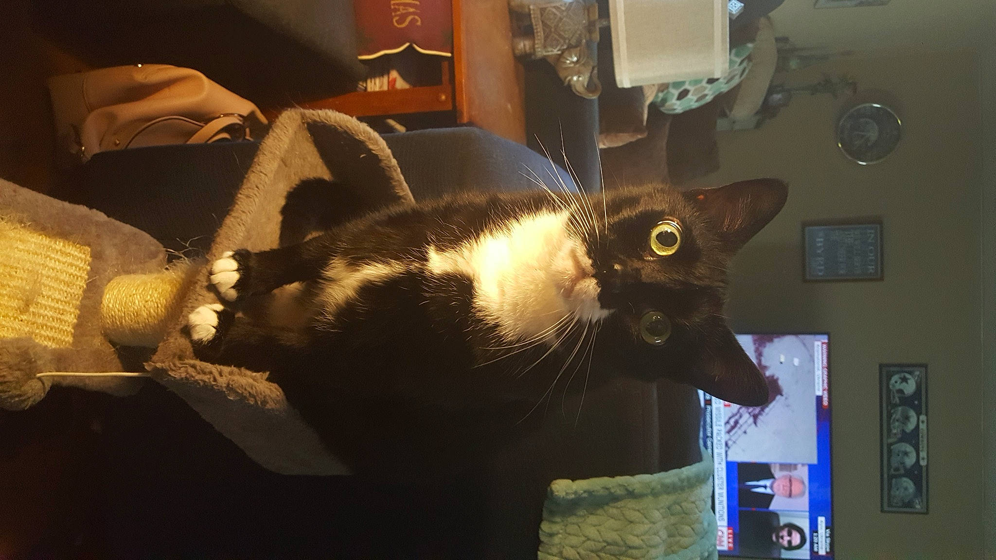 Tiny joined the competition — help win amazing prizes! carnivore, cat, chair, comfort, domestic_short_haired_cat, ear, felidae, fur, paper_towel, picture_frame, room, small_to_medium_sized_cats, tail, whiskers, window