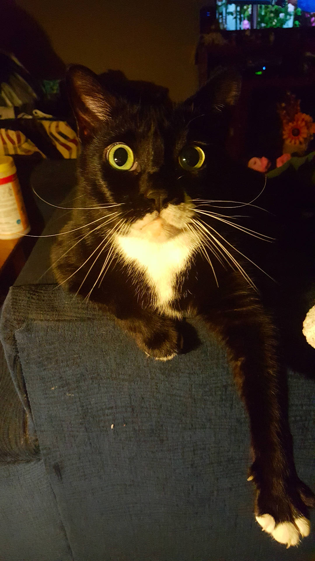 Tiny joined the competition — help win amazing prizes! black_cat, carnivore, cat, claw, darkness, domestic_short_haired_cat, electric_blue, felidae, fur, paw, shadow, small_to_medium_sized_cats, snout, tail, terrestrial_animal, whiskers