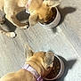 dog, puppy, eating, food_bowl, collar, floor, wood_floor, pet, indoor, brown_dog, small_dog, canine, cute, meal_time, shadow, two_dogs, domestic_animal, companions, feeding, animal