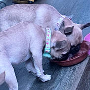 Rosie And Panchita is registered to the contest to win money with this photo: dog, pug, pets, feeding, collar, bowl, floor, wooden_floor, indoor, animal, pair, cute, small_dog, light_brown, short_hair, ears, snout, companions, domestic, household