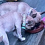 dog, pug, pets, feeding, collar, bowl, floor, wooden_floor, indoor, animal, pair, cute, small_dog, light_brown, short_hair, ears, snout, companions, domestic, household