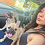 woman, dog, french_bulldog, car, seatbelt, tongue_out, pet, happy, inside, casual, daylight, portrait, smile, lap, animal, companion, transportation, young_adult, friendship, leisure