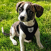 Malia participe au concours pour gagner de l'argent avec cette photo : puppy, dog, canine, pet, grass, outdoor, harness, black_harness, brindle_coat, white_paws, cute, young_dog, sitting, sunlight, greenery, nature, animal, fur, ears, tail