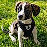 puppy, dog, canine, pet, grass, outdoor, harness, black_harness, brindle_coat, white_paws, cute, young_dog, sitting, sunlight, greenery, nature, animal, fur, ears, tail