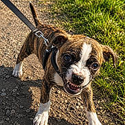 Malia participe au concours pour gagner de l'argent avec cette photo : animal, brown, canine, cute, dog, expression, fur, grass, leash, mouth, nature, outdoor, path, pet, playful, puppy, small, sunlight, white, young