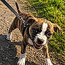 animal, brown, canine, cute, dog, expression, fur, grass, leash, mouth, nature, outdoor, path, pet, playful, puppy, small, sunlight, white, young