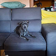 Vaya a rejoint le concours — aidez-le/la à gagner de superbes lots ! booklets, canine, clutter, couch, dog, domestic_interior, furniture, gray_furniture, home, indoor, leather, living_room, papers, pet, pillow, relaxed, resting, seated, table, wooden_cabinet
