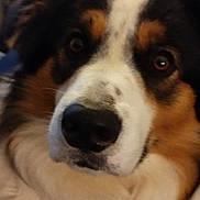 Utophie a rejoint le concours — aidez-le/la à gagner de superbes lots ! animal, bodypart, canine, cockerspaniel, collie, dog, eskimodog, germanshepherd, hound, husky, mouth, person, pet, puppy, saintbernard, snout