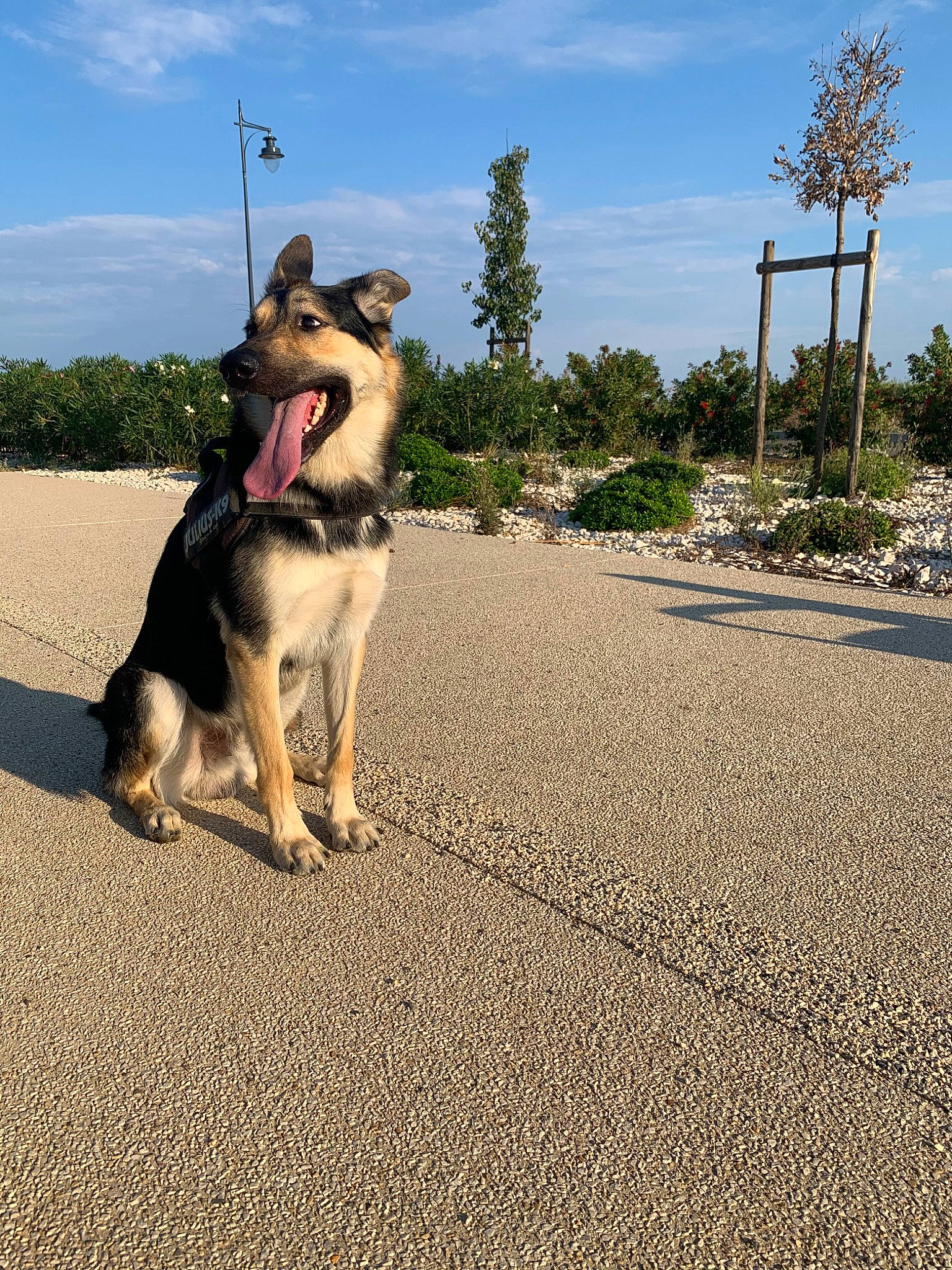 Yankee participe au concours pour gagner de l'argent avec cette photo : canidae, carnivore, dog, dog_breed, dog_walking, east_european_shepherd, fawn, german_shepherd_dog, kunming_wolfdog, leash, mammal, old_german_shepherd_dog, police_dog, road, shiloh_shepherd_dog, sporting_group, tail, tree, vertebrate, working_dog