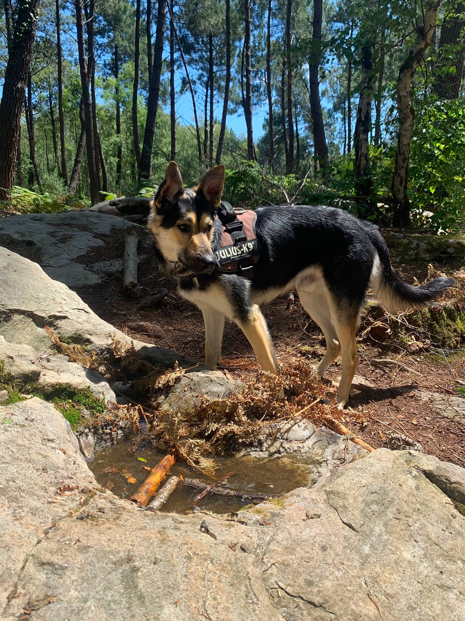 Yankee a rejoint le concours — aidez-le/la à gagner de superbes lots ! adventure, canidae, carnivore, czechoslovakian_wolfdog, dog, dog_breed, dog_hiking, east_european_shepherd, east_siberian_laika, german_shepherd_dog, hunting_dog, king_shepherd, kunming_wolfdog, lapponian_herder, mammal, old_german_shepherd_dog, seppala_siberian_sleddog, shiloh_shepherd_dog, wolfdog, working_dog