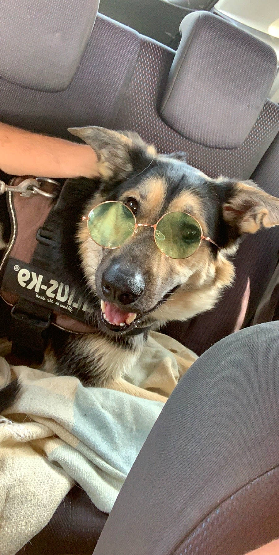 Yankee participe au concours pour gagner de l'argent avec cette photo : australian_kelpie, canidae, carnivore, companion_dog, dog, dog_breed, ear, fawn, mammal, snout