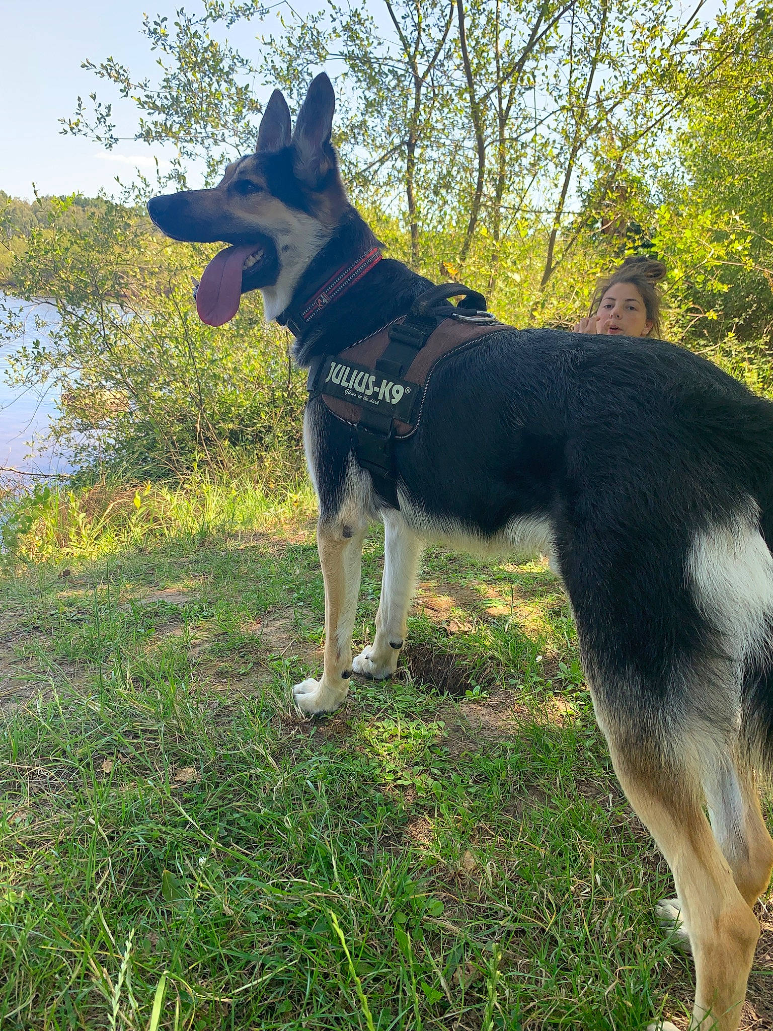 Yankee participe au concours pour gagner de l'argent avec cette photo : bohemian_shepherd, canidae, carnivore, dog, dog_breed, east_european_shepherd, german_shepherd_dog, king_shepherd, kunming_wolfdog, lapponian_herder, mammal, old_german_shepherd_dog, police_dog, rare_breed_dog, seppala_siberian_sleddog, shiloh_shepherd_dog, tail, vertebrate, working_dog