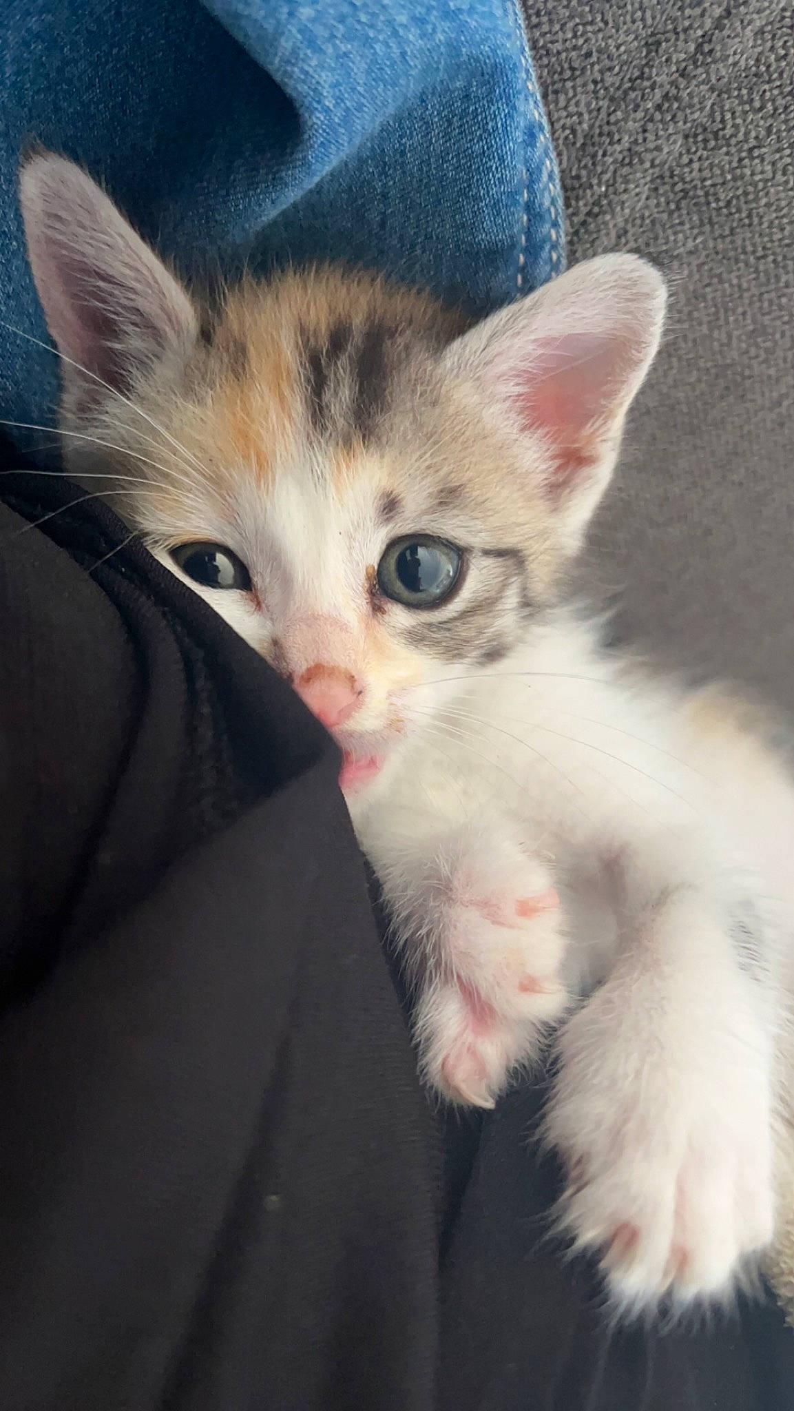 Alpina a rejoint le concours — aidez-le/la à gagner de superbes lots ! carnivore, cat, claw, comfort, domestic_short_haired_cat, fawn, felidae, fur, iris, paw, sky, small_to_medium_sized_cats, snout, tail, toe, whiskers