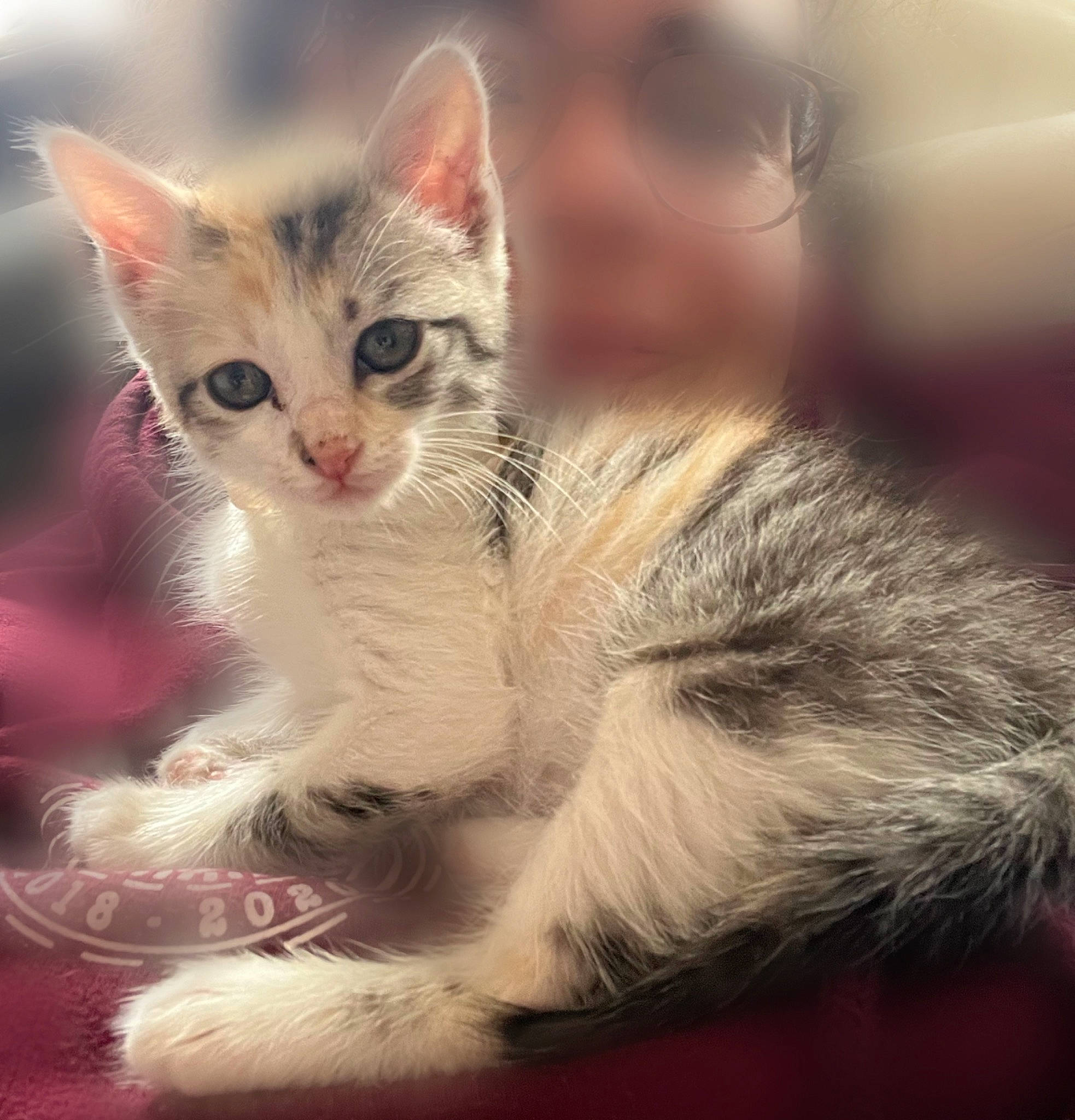 Alpina participe au concours pour gagner de l'argent avec cette photo : balance, carnivore, cat, claw, domestic_short_haired_cat, felidae, foot, fur, paw, photo_caption, sitting, small_to_medium_sized_cats, snout, tail, terrestrial_animal, whiskers, wildlife