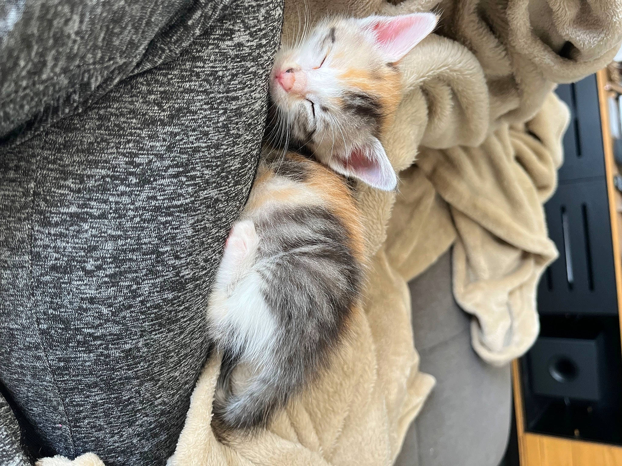 Alpina a rejoint le concours — aidez-le/la à gagner de superbes lots ! carnivore, cat, claw, comfort, domestic_short_haired_cat, fawn, felidae, fur, gesture, grey, nap, paw, sleep, small_to_medium_sized_cats, snout, tail, whiskers