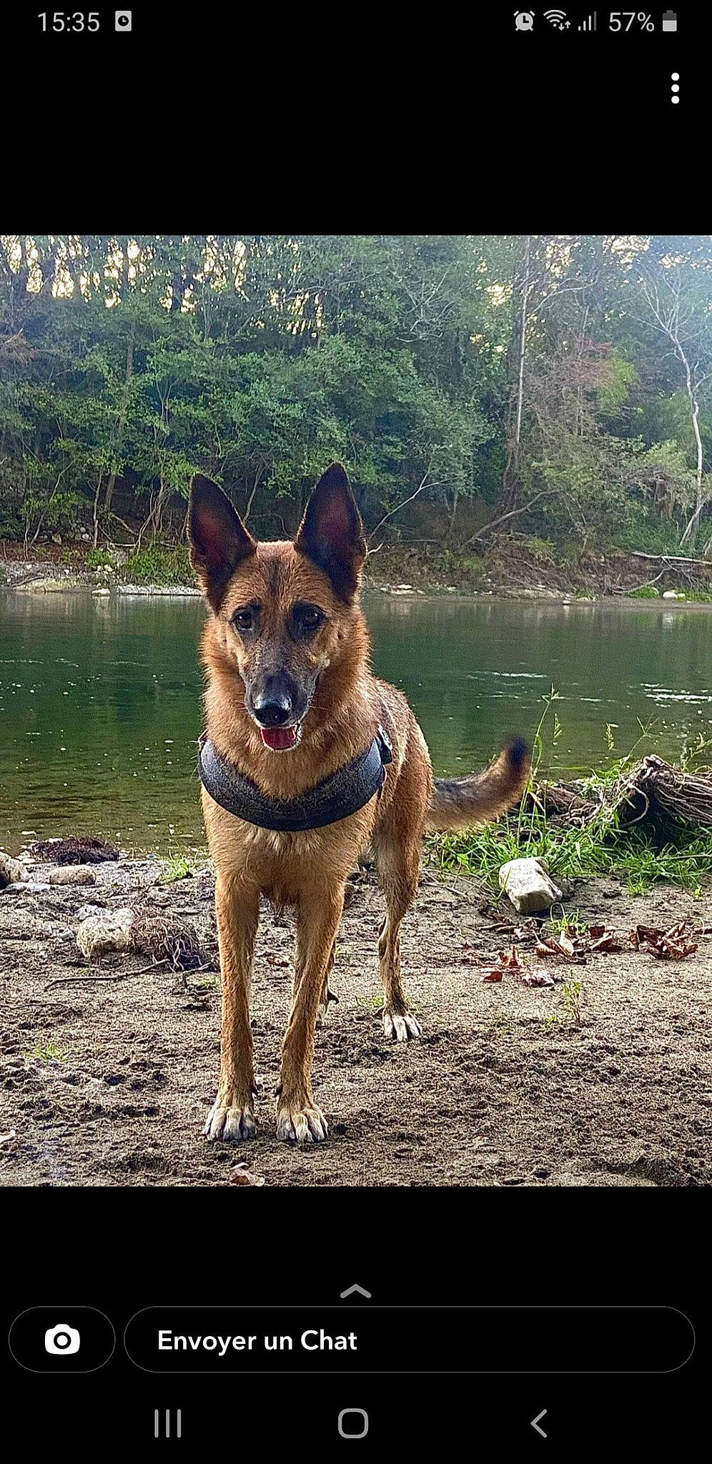 Oska participe au concours pour gagner de l'argent avec cette photo : canidae, carnivore, companion_dog, dog, dog_breed, fawn, ford, grass, lake, natural_landscape, plant, snout, sporting_group, tail, terrestrial_animal, tree, walking, water, wildlife, working_animal