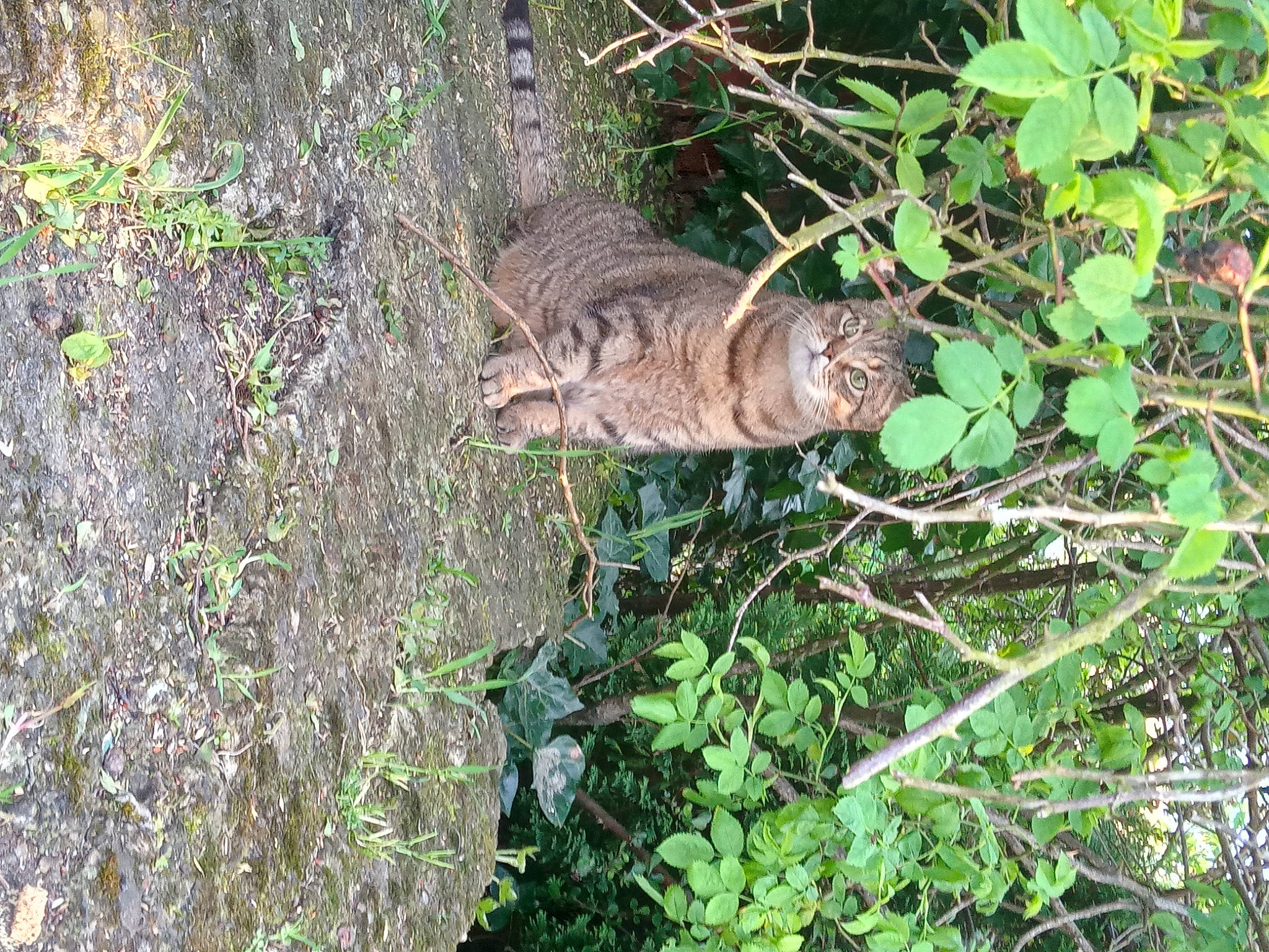 Mini Cat is registered to the contest to win money with this photo: carnivore, fawn, felidae, fox_squirrel, grass, grass_family, ground_squirrels, groundcover, nature_reserve, plant, rodent, small_to_medium_sized_cats, snout, tail, terrestrial_animal, terrestrial_plant, tree, trunk, twig, whiskers