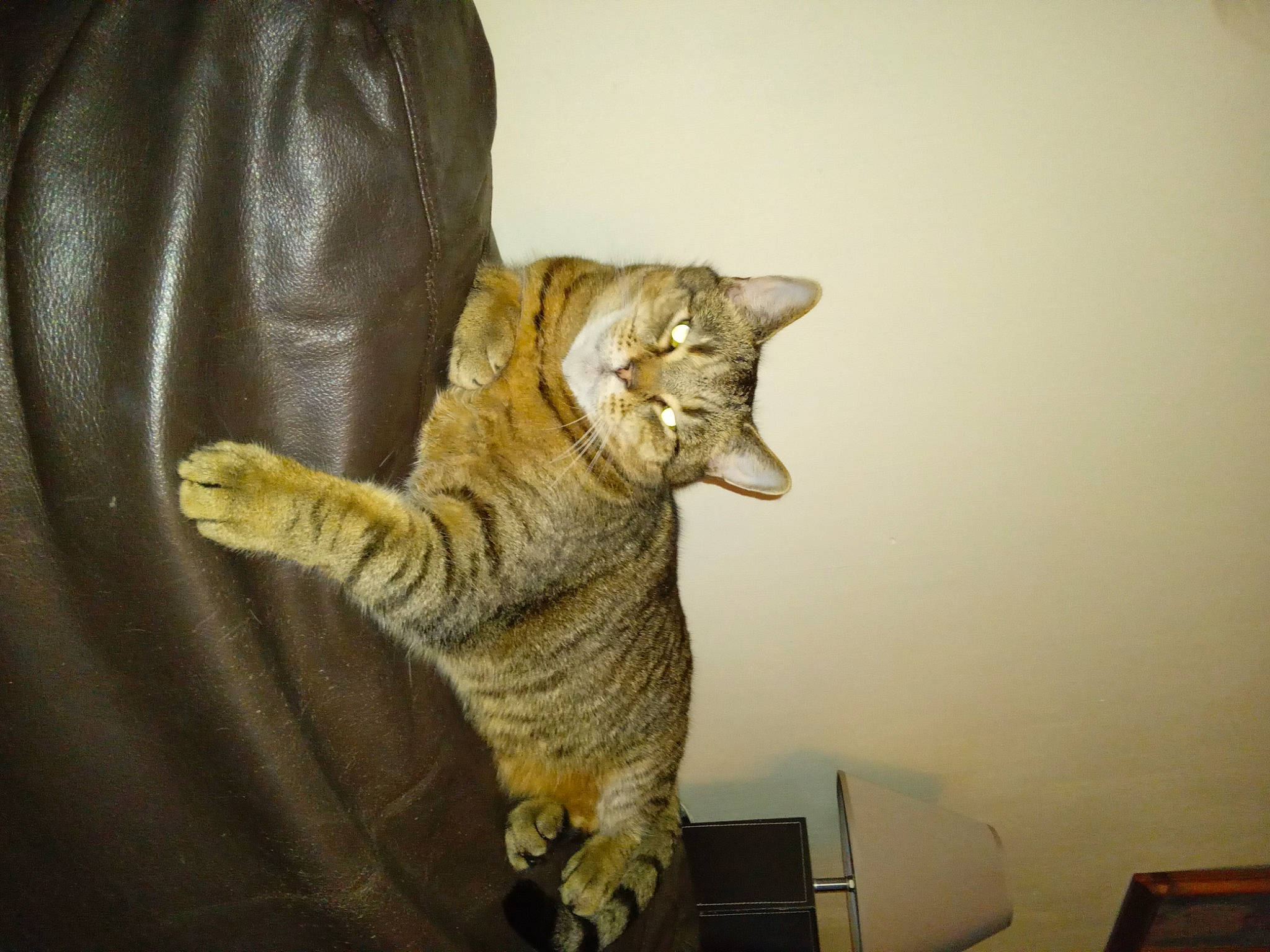 Mini Cat is registered to the contest to win money with this photo: art, carnivore, cat, claw, comfort, domestic_short_haired_cat, fawn, felidae, foot, fur, paw, room, sitting, small_to_medium_sized_cats, snout, tail, terrestrial_animal, whiskers, wildlife, wood