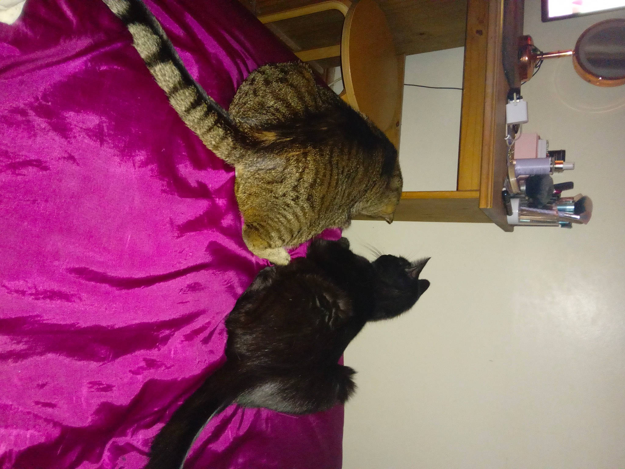 Mini Cat joined the competition — help win amazing prizes! black_cat, carnivore, cat, comfort, domestic_short_haired_cat, felidae, flooring, fur, linens, magenta, pink, purple, room, small_to_medium_sized_cats, sporting_group, tail, textile, tints_and_shades, violet, wood