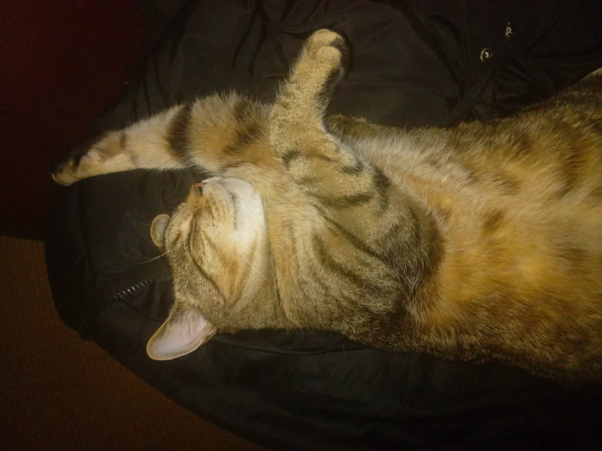 Mini Cat is registered to the contest to win money with this photo: carnivore, cat, claw, comfort, darkness, domestic_short_haired_cat, felidae, foot, fur, human_leg, nap, paw, small_to_medium_sized_cats, tail, terrestrial_animal, toe, whiskers, wildlife, wood