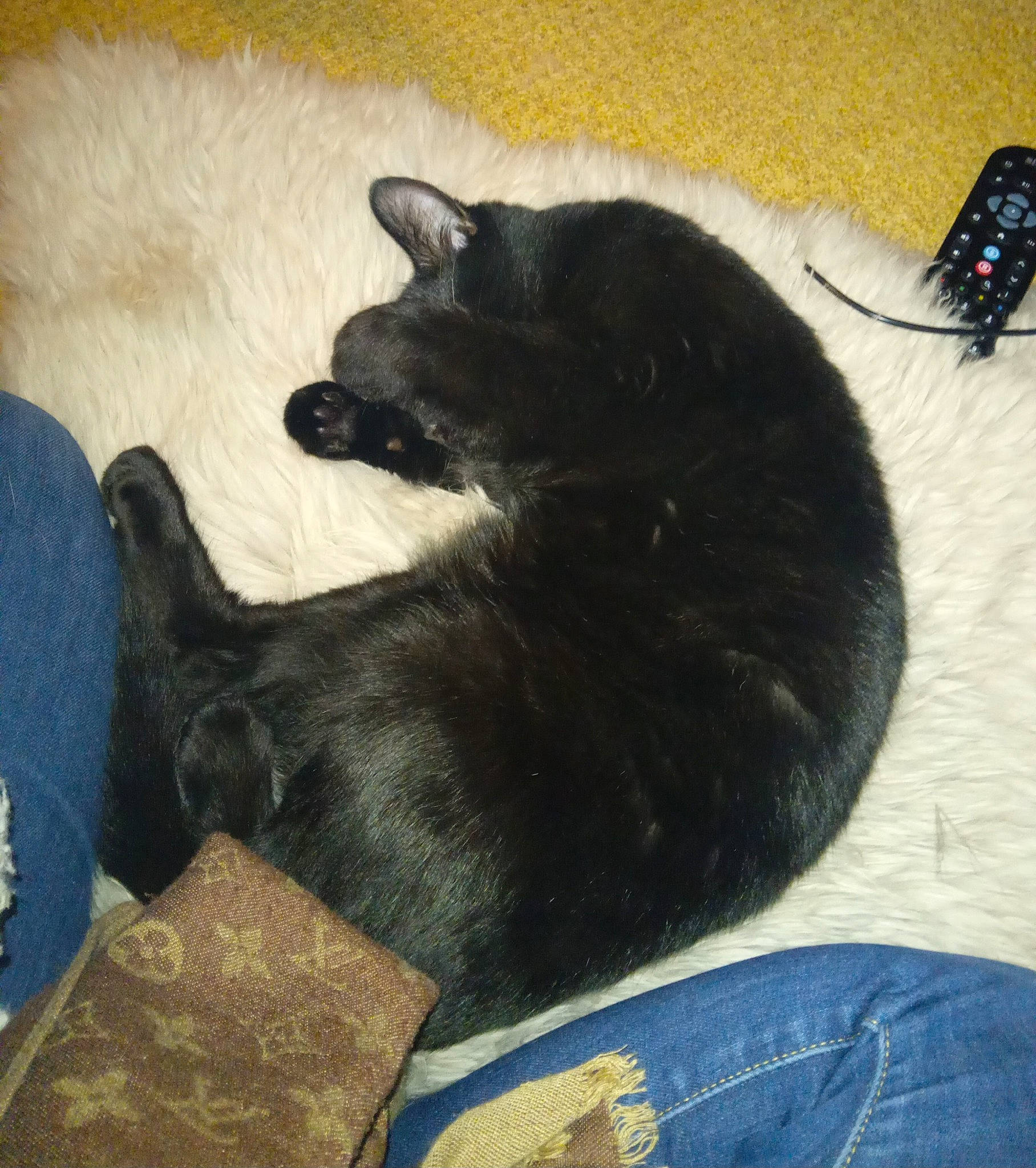 Simba joined the competition — help win amazing prizes! black_cat, bombay, canidae, carnivore, comfort, companion_dog, dog_breed, domestic_short_haired_cat, felidae, flooring, fur, nap, paw, small_to_medium_sized_cats, sporting_group, tail, terrestrial_animal, whiskers, working_animal