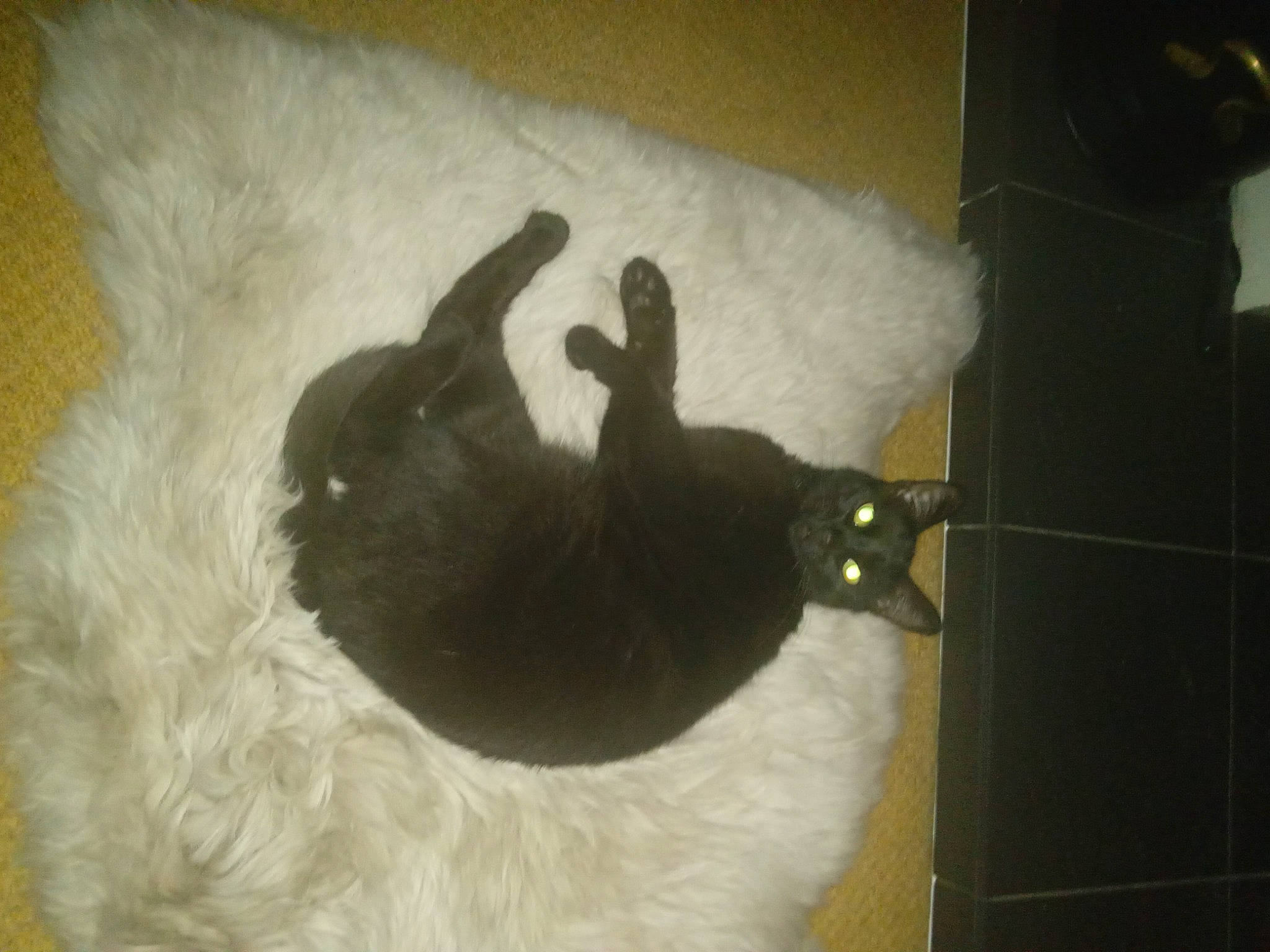 Simba is registered to the contest to win money with this photo: carnivore, cat, cat_bed, cat_supply, comfort, felidae, fur, paw, pet_supply, room, small_to_medium_sized_cats, snout, tail, terrestrial_animal, whiskers