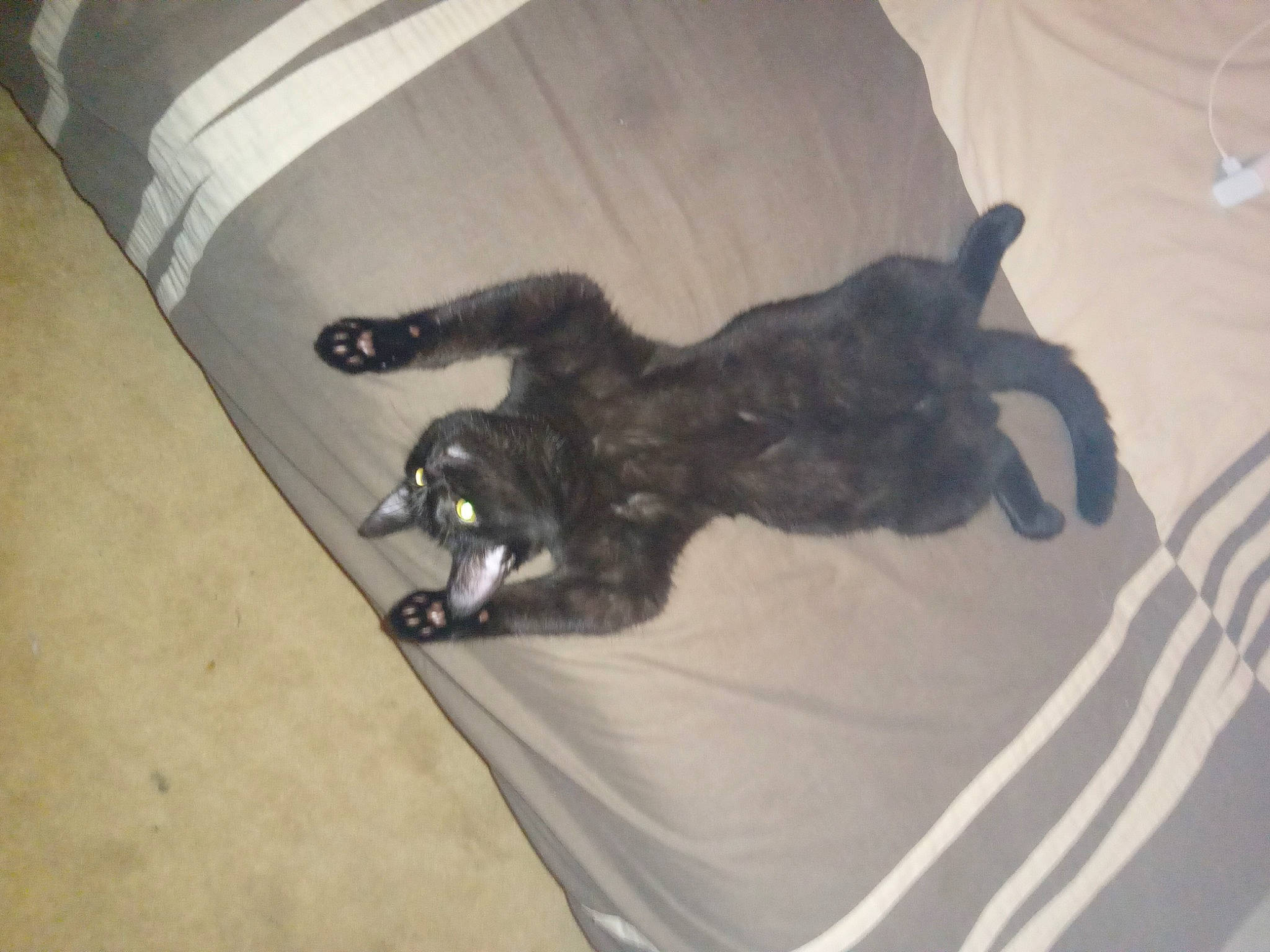 Simba is registered to the contest to win money with this photo: bed, canidae, carnivore, comfort, companion_dog, dog_breed, felidae, flooring, fur, grey, hardwood, linens, liver, paw, schnauzer, small_to_medium_sized_cats, sporting_group, tail, whiskers, wood