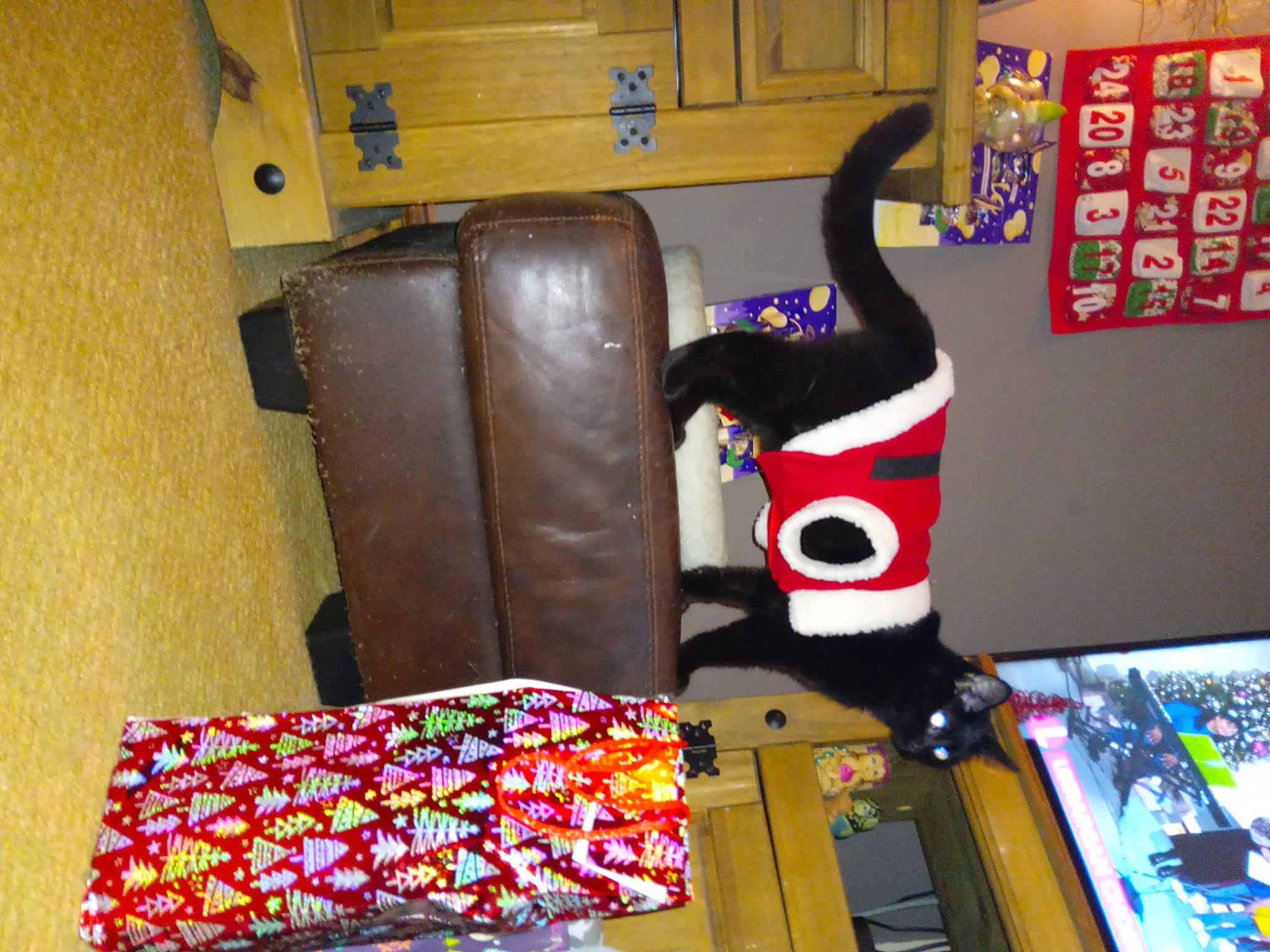 Simba joined the competition — help win amazing prizes! art, bag, carmine, flooring, linens, luggage_and_bags, machine, picture_frame, play, plush, room, shelf, stuffed_toy, toy, visual_arts, wood