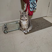 Babygirl joined the competition — help win amazing prizes! animal, cat, clothing, domestic, door, floor, gray_cat, hanging_clothes, indoor, looking_at_camera, pet, quiet, rug, scale, sitting, still_life, tabby_cat, tile_floor, wall, white_paws