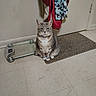 animal, cat, clothing, domestic, door, floor, gray_cat, hanging_clothes, indoor, looking_at_camera, pet, quiet, rug, scale, sitting, still_life, tabby_cat, tile_floor, wall, white_paws