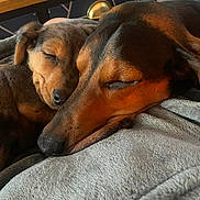 Winston And Arnie joined the competition — help win amazing prizes! dog, puppy, sleeping, snuggling, close_up, brown_fur, cozy, blanket, resting, cute, pets, animal, domestic_animal, indoor, peaceful, companion, friendship, soft_texture, relaxation, warmth