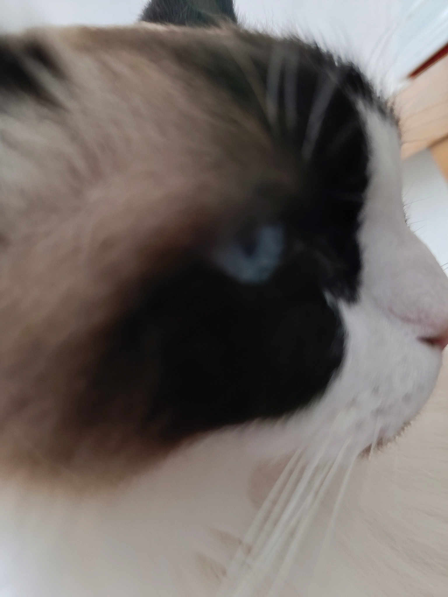 Calin