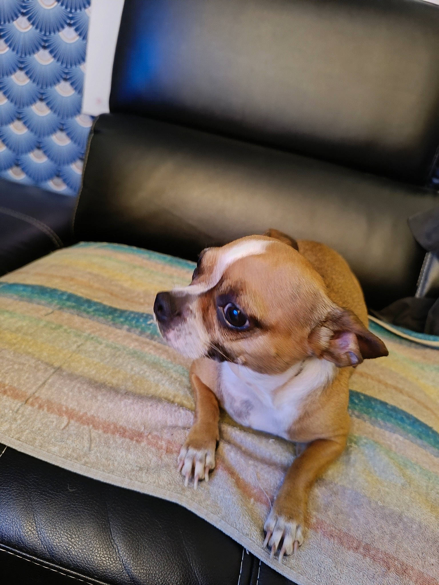 Nika a rejoint le concours — aidez-le/la à gagner de superbes lots ! car_seat, carnivore, comfort, companion_dog, couch, dog, dog_breed, dog_supply, fawn, linens, paw, pet_supply, puppy, puppy_love, snout, sporting_group, toy_dog, whiskers, working_animal, wrinkle