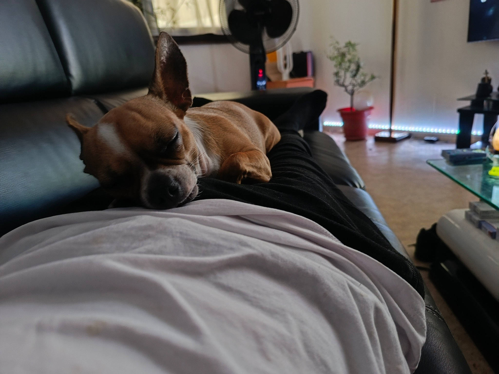 Nika a rejoint le concours — aidez-le/la à gagner de superbes lots ! carnivore, comfort, companion_dog, dog, dog_breed, fawn, flooring, flowerpot, furniture, hardwood, houseplant, linens, living_room, picture_frame, plant, sporting_group, television, whiskers, wood, working_animal