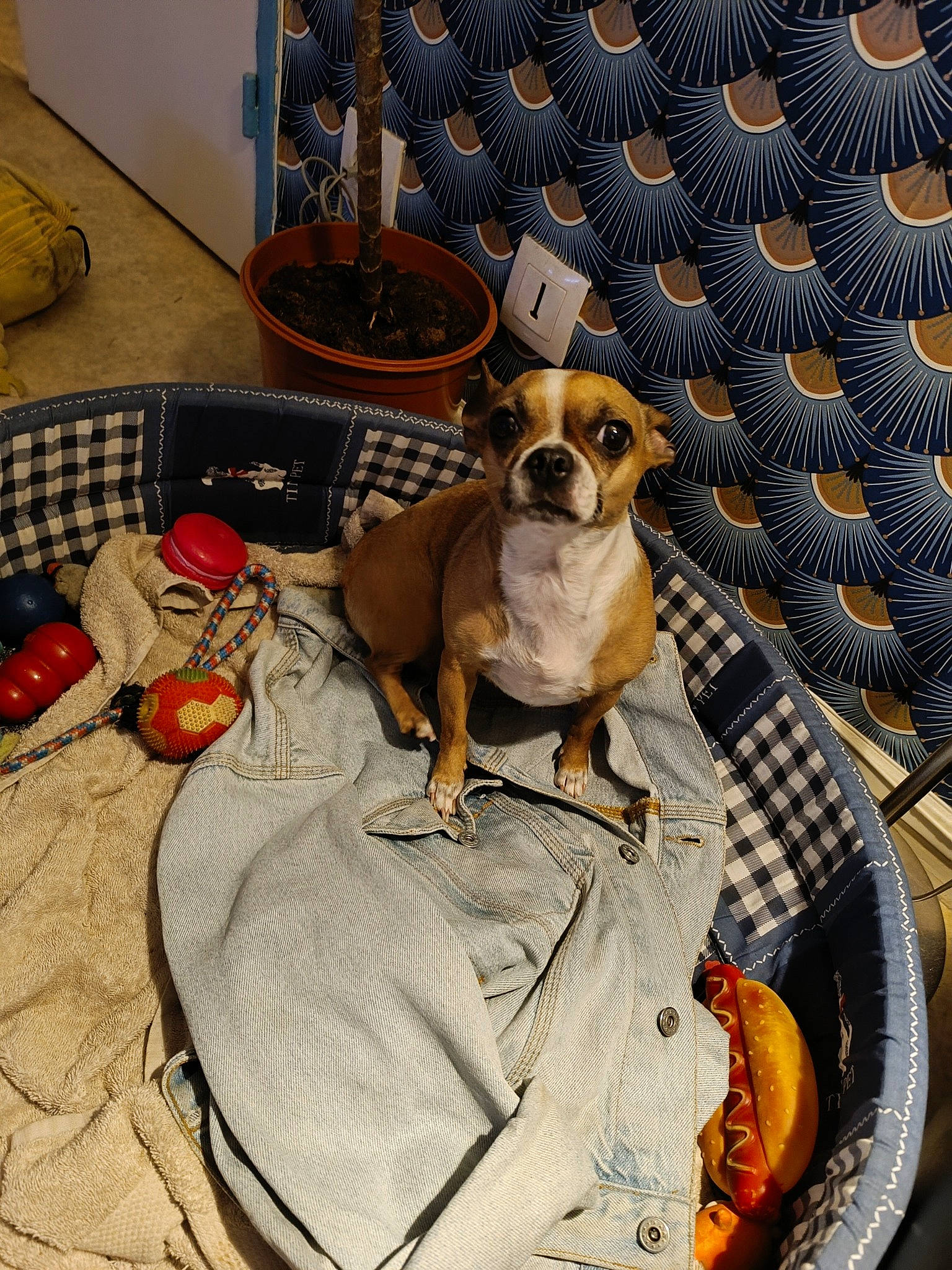 Nika a rejoint le concours — aidez-le/la à gagner de superbes lots ! ancient_dog_breeds, canidae, carnivore, collar, comfort, companion_dog, dog, dog_breed, dog_supply, eyewear, fawn, linens, paw, pet_supply, picture_frame, sitting, snout, sporting_group, toy_dog, working_animal