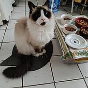 Ninou participe au concours pour gagner de l'argent avec cette photo : cat, seal_point, long_hair, fluffy, pet, indoor, tiled_floor, feeding_bowls, dry_food, mat, tail, whiskers, blue_eyes, kitchen, sitting, looking_up, ceramic_bowl, plate, floral_cloth, paws