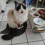 blue_eyes, cat, ceramic_bowl, dry_food, feeding_bowls, floral_cloth, fluffy, indoor, kitchen, long_hair, looking_up, mat, paws, pet, plate, seal_point, sitting, tail, tiled_floor, whiskers