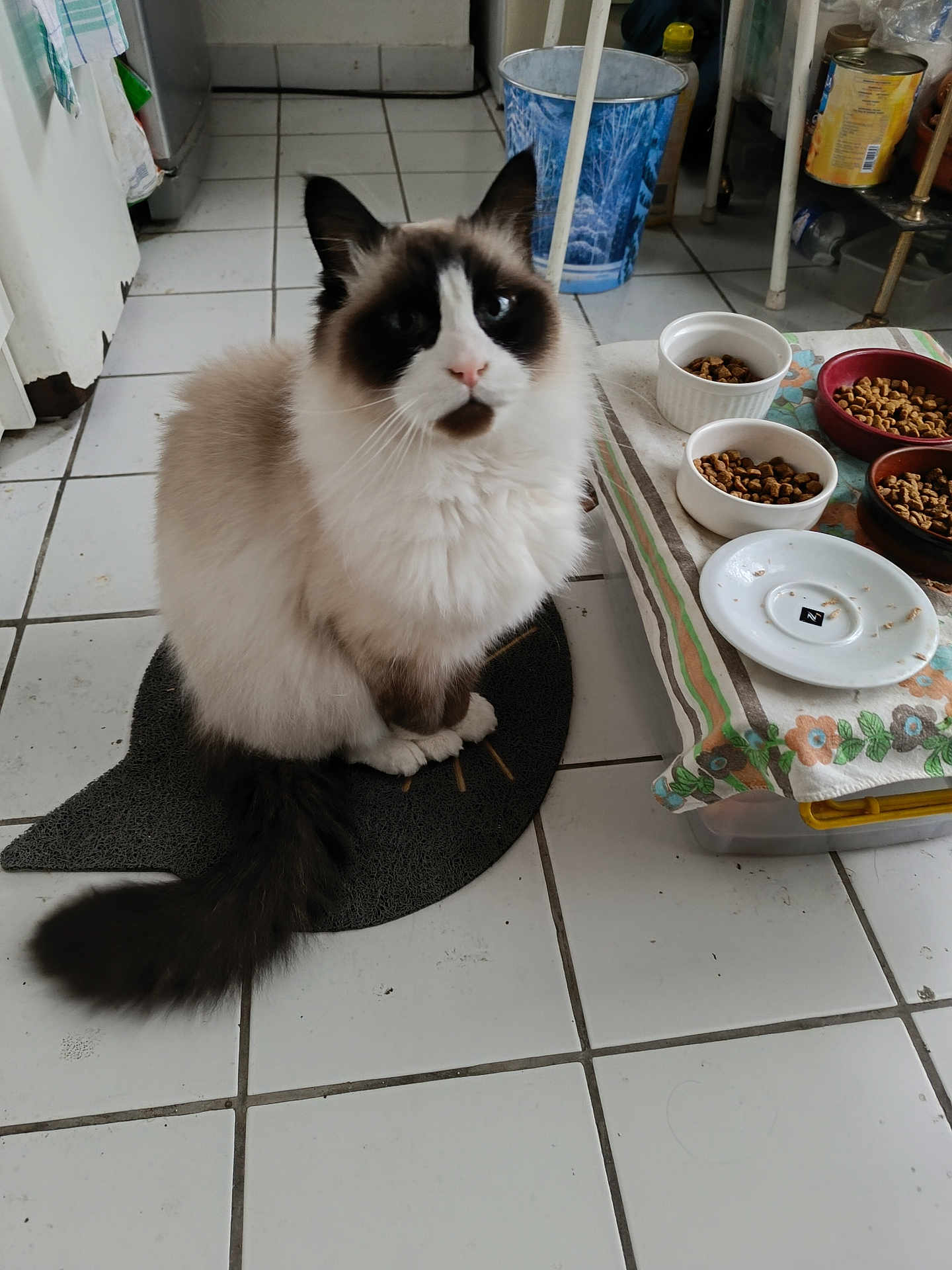 Ninou participe au concours pour gagner de l'argent avec cette photo : cat, seal_point, long_hair, fluffy, pet, indoor, tiled_floor, feeding_bowls, dry_food, mat, tail, whiskers, blue_eyes, kitchen, sitting, looking_up, ceramic_bowl, plate, floral_cloth, paws