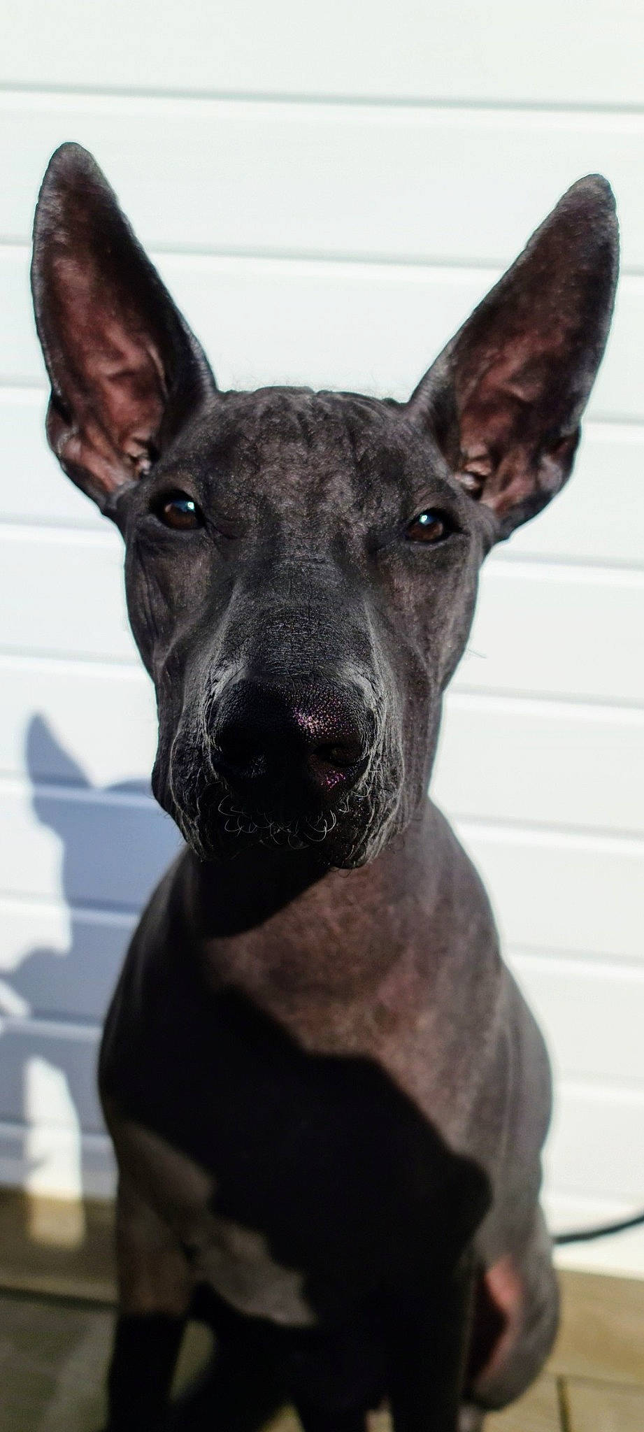Hades is registered to the contest to win money with this photo: american_hairless_terrier, ancient_dog_breeds, bull_and_terrier, canidae, carnivore, dog, dog_breed, ear, fawn, formosan_mountain_dog, mammal, mexican_hairless_dog, non_sporting_group, pariah_dog, peruvian_hairless_dog, rare_breed_dog, snout, thai_ridgeback, vertebrate