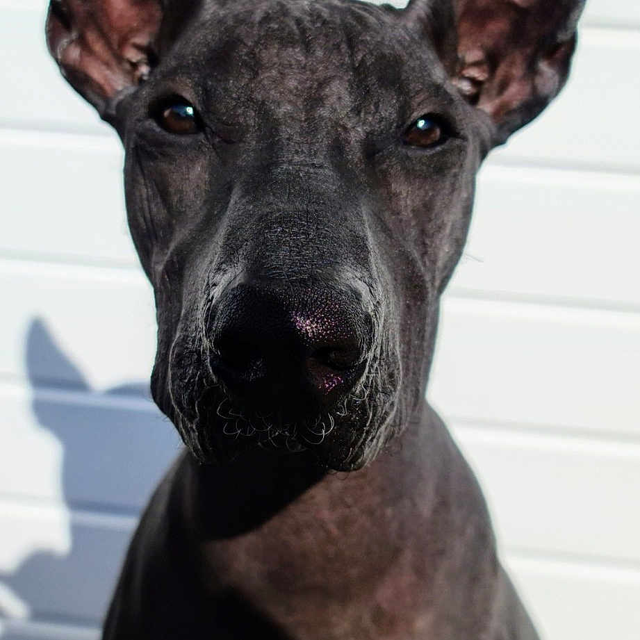Hades
