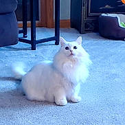 Bella is registered to the contest to win money with this photo: cat, white_cat, fluffy, long_hair, sitting, indoors, living_room, carpet, pet, animal, portrait, facing_camera, blue_tint, tail, ears, whiskers, furniture, pet_bed, home, ai_generated