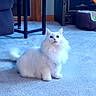 cat, white_cat, fluffy, long_hair, sitting, indoors, living_room, carpet, pet, animal, portrait, facing_camera, blue_tint, tail, ears, whiskers, furniture, pet_bed, home, ai_generated