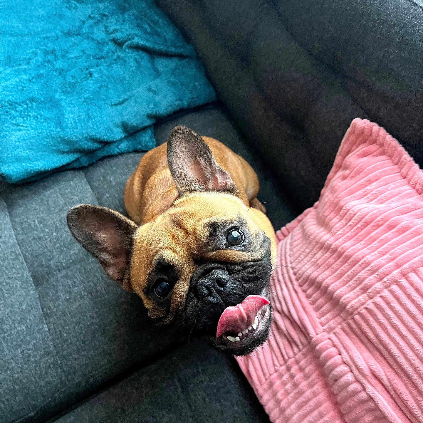 Tara a rejoint le concours — aidez-le/la à gagner de superbes lots ! animal, blanket, bodypart, bulldog, canine, couch, cushion, dog, dogbed, frenchbulldog, furniture, homedecor, indoors, interiordesign, mouth, person, pet, pitbull, puppy, sleeping