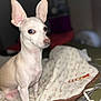 dog, small_dog, white_dog, large_ears, blanket, floral_pattern, brown_edge, indoor, pet, animal, sitting, cozy, bed, home, household_items, curious, cute, domestic, companion, portrait