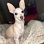 Lucy Lu joined the competition — help win amazing prizes! dog, small_dog, white_dog, pet, animal, ears, blanket, indoor, cozy, curious, cute, canine, sitting, bed, floral_pattern, fur, companion, domestic_animal, portrait, attention
