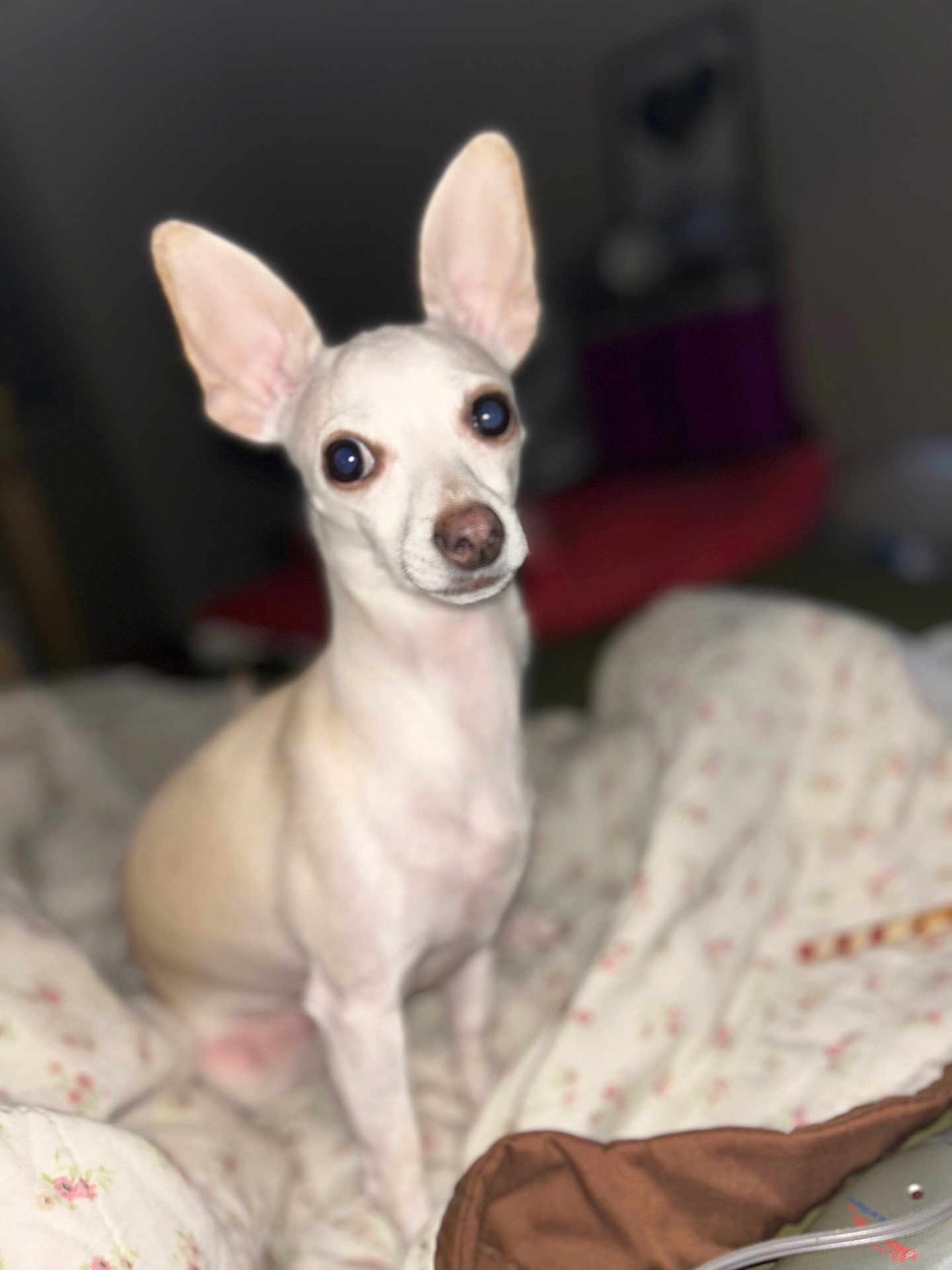 Lucy Lu joined the competition — help win amazing prizes! dog, small_dog, white_dog, pet, animal, ears, blanket, indoor, cozy, curious, cute, canine, sitting, bed, floral_pattern, fur, companion, domestic_animal, portrait, attention