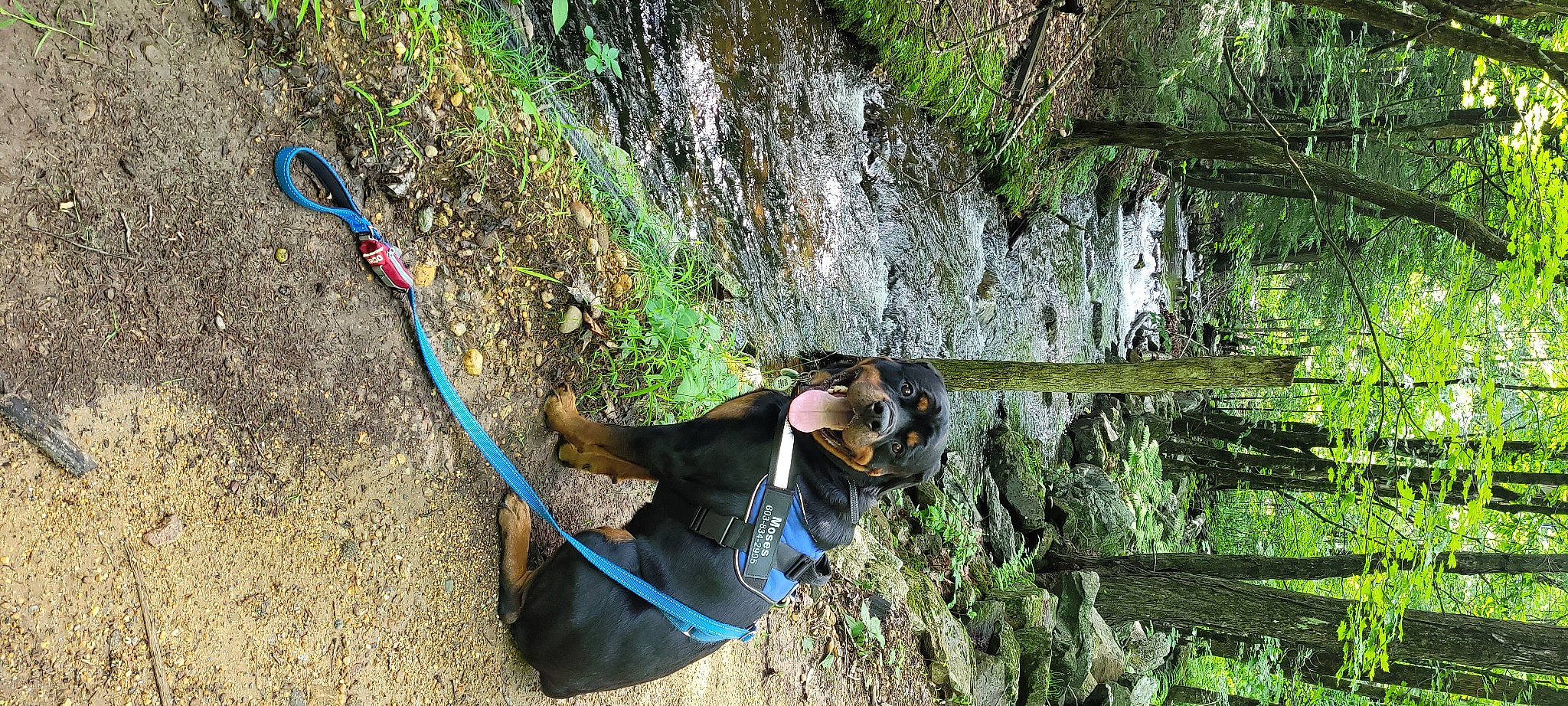 Moses joined the competition — help win amazing prizes! bedrock, biome, climbing, climbing_harness, electric_blue, formation, geology, grass, plant, recreation, rock, rock_climbing, rock_climbing_equipment, rope, rope_rhythmic_gymnastics, slope, sport_climbing, tree, trunk, wood